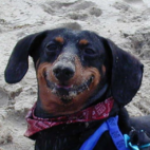Profile photo of DutchMcGee